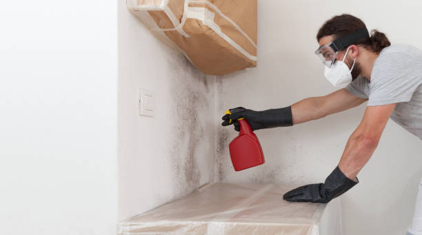 Professional Mold Removal technician working in Edgewood, WA